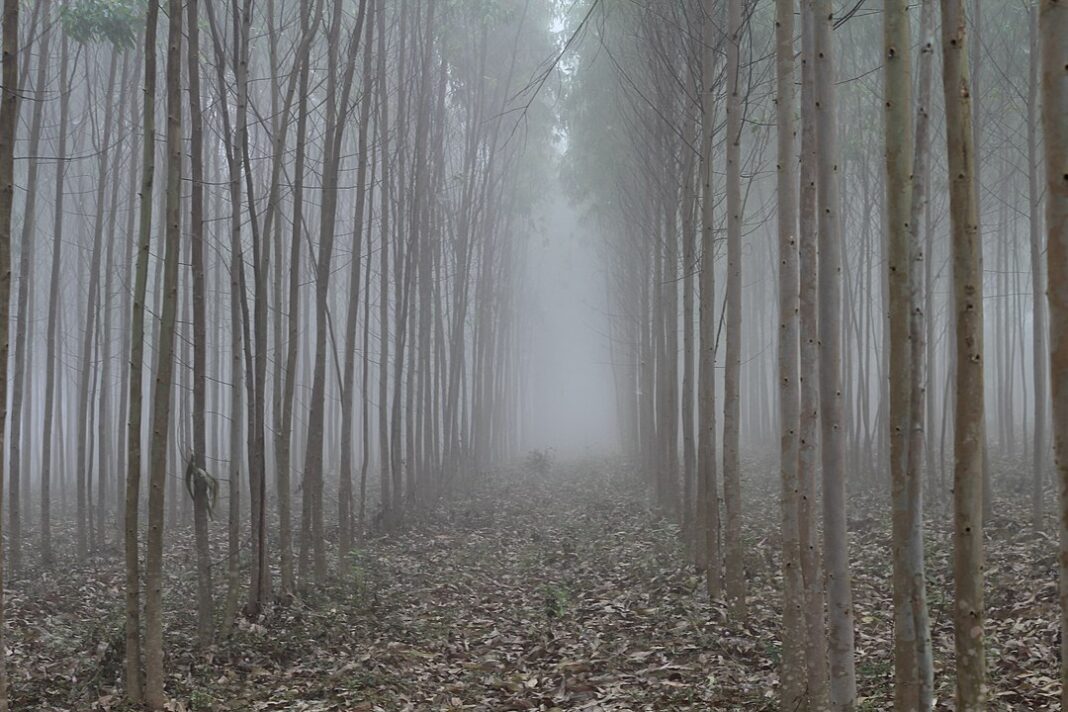 Must-visit destinations in Andhra Pradesh. Trees either side of road covered in fog.